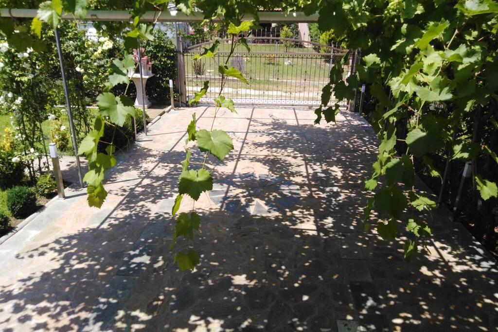 Villa Viktoria Halkidiki Nea Silata 外观 照片